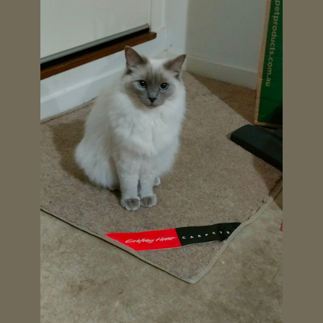 Photo of Sklya & Coco