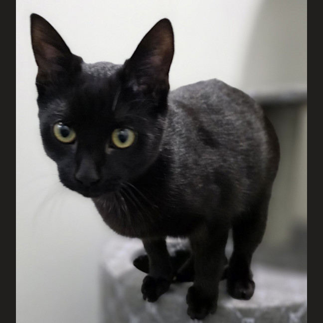 Photo of Toothless