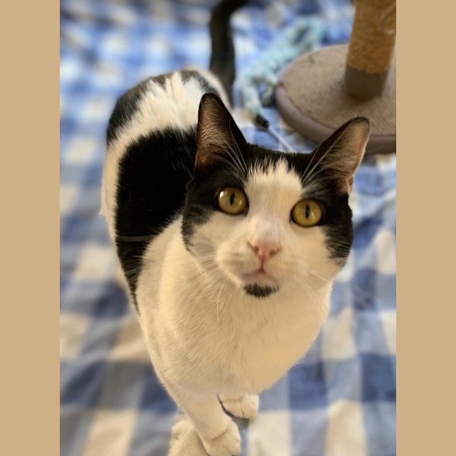 Photo of Pancake