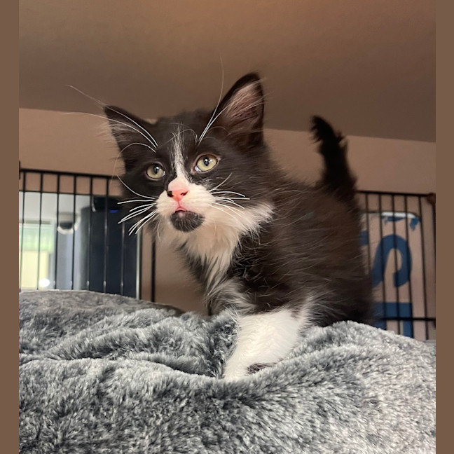 Photo of Biscuit
