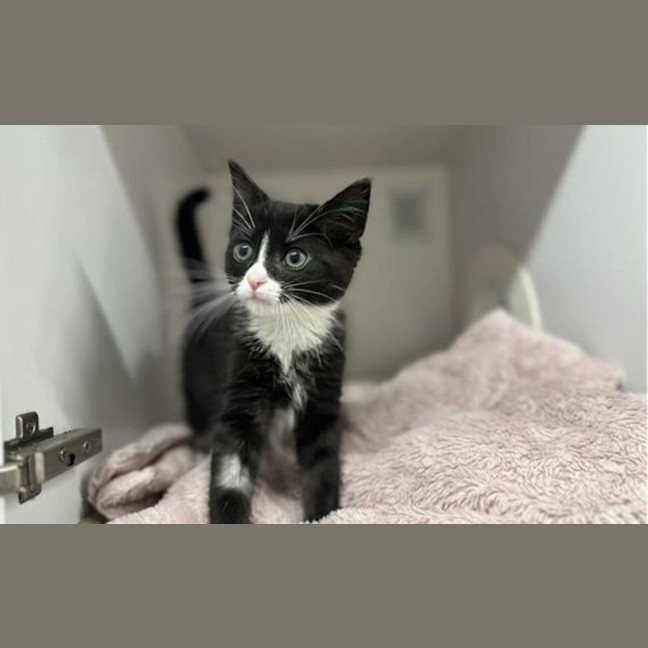 Photo of Emmett