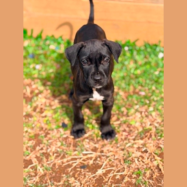 Photo of Mastiff
