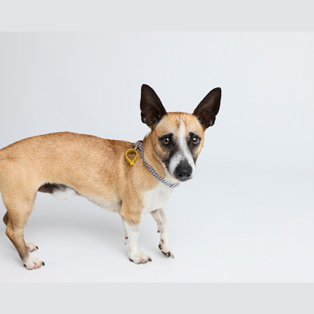 Photo of Arlo