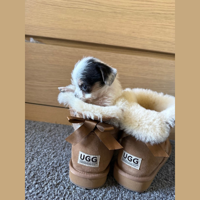 Photo of Boba