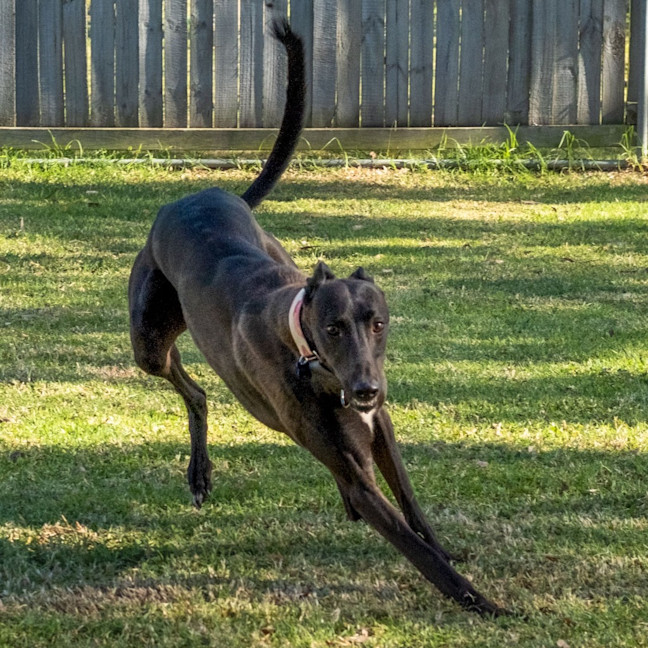 Photo of Giddy Up