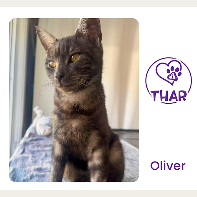 Photo of Oliver