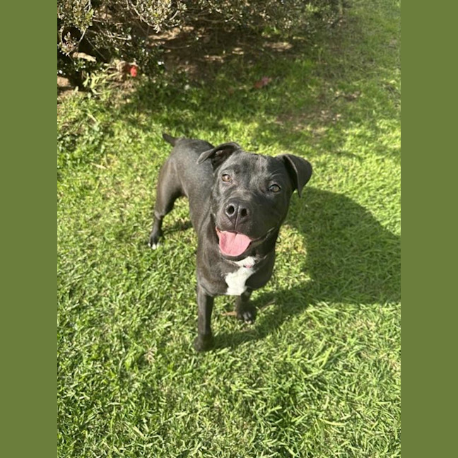 Photo of Yoda