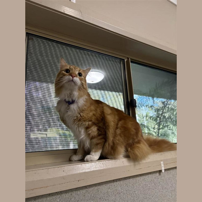 Photo of Rusty
