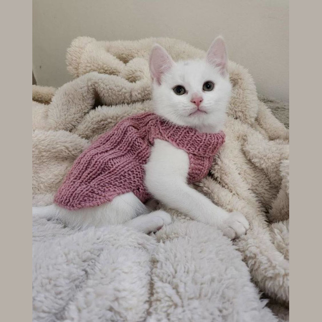 Photo of Freckle