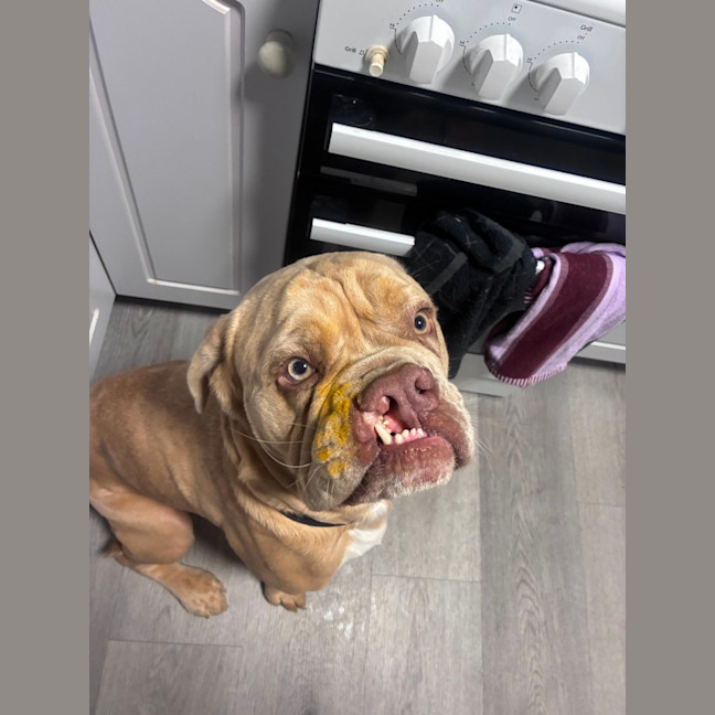 Photo of Lloyd   2 Year Old Aussie Bulldog X