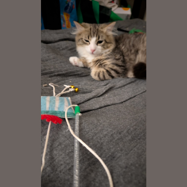 Photo of Marshmallow