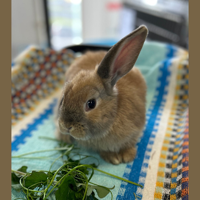 Photo of Peri Peri (Bonded To Tomato)