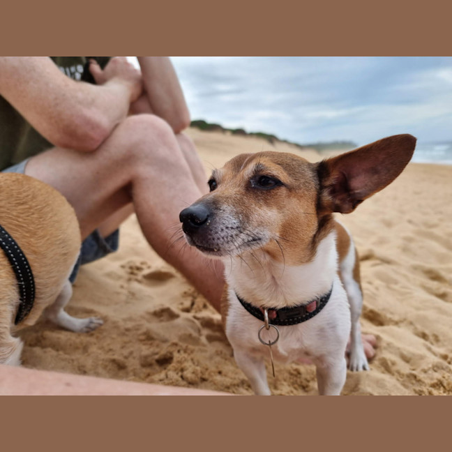 Photo of Willow & Chico