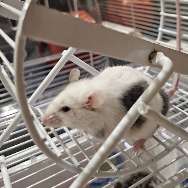 Photo of Mr. Mouse