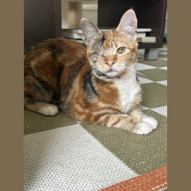 Photo of Terracotta