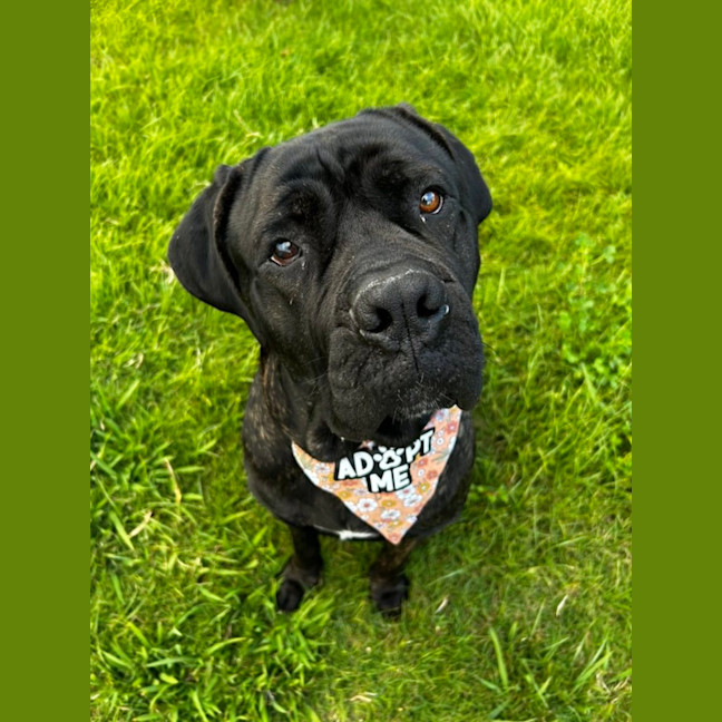 Photo of Billie *$350 Adoption Fee*