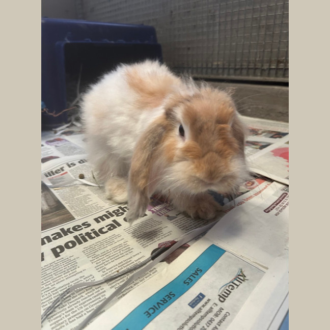 Photo of Cinnabun