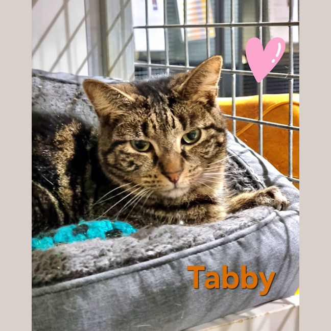 Photo of Tabby