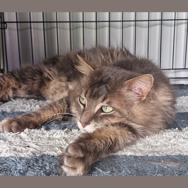 Photo of Tommy