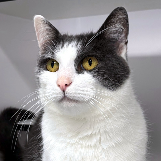 Photo of Louis Rstk003334