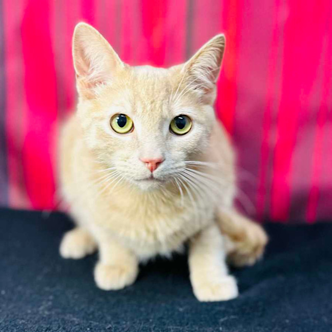 Photo of Russ (Located In Preston) 