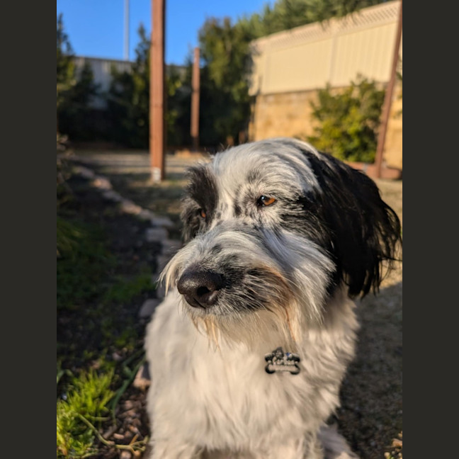Photo of Carbon   2 Year Old Jack Russell Terrier X (Trial)