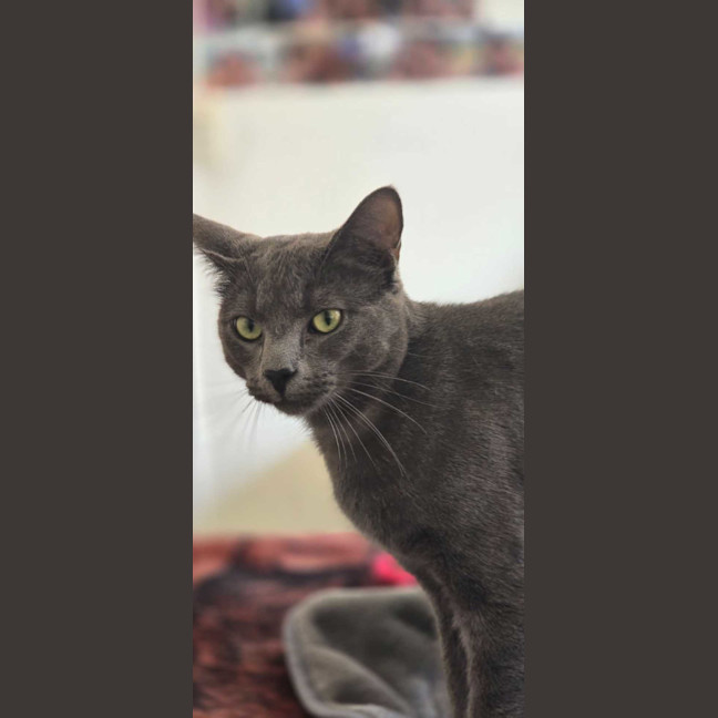 Photo of Maverick