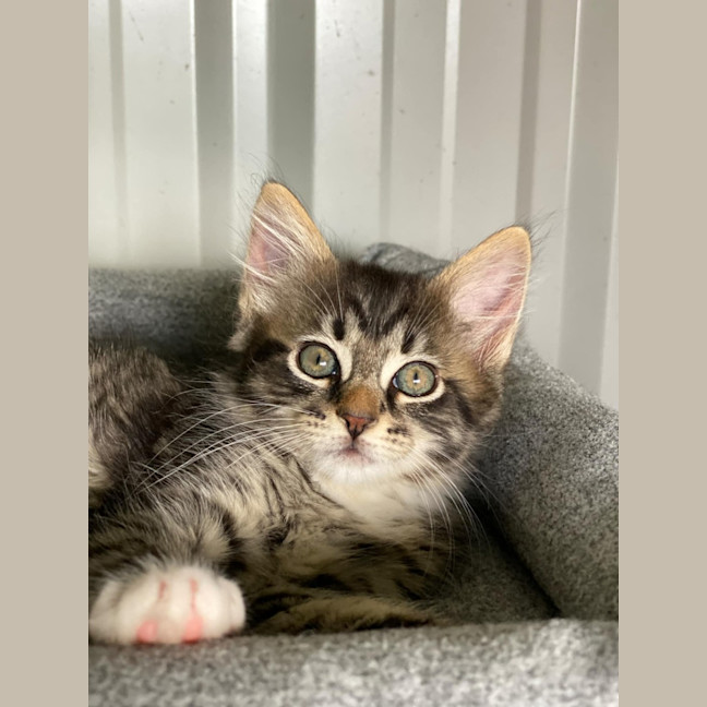 Photo of Petal