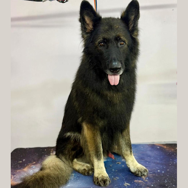 Photo of Wolfe