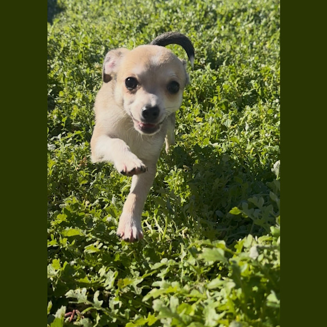 Photo of Riff