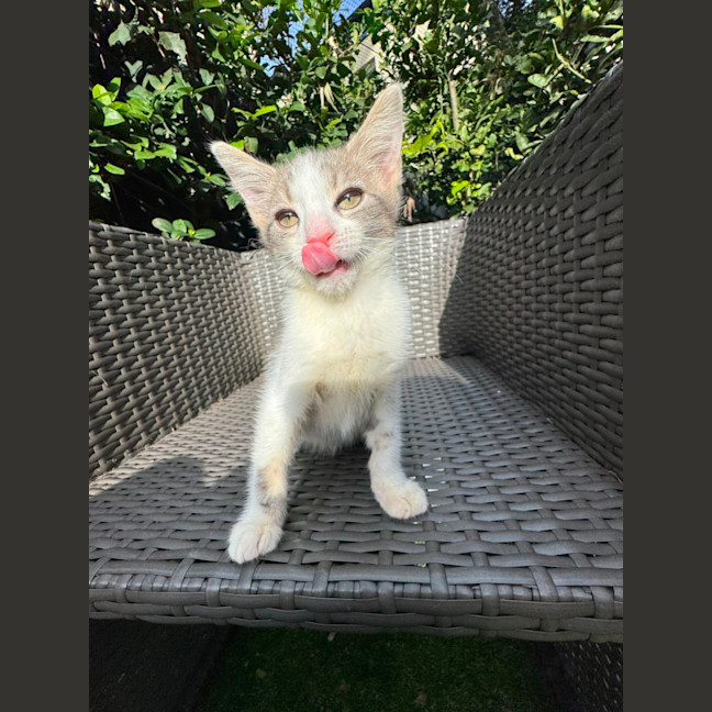Photo of Marshmallow