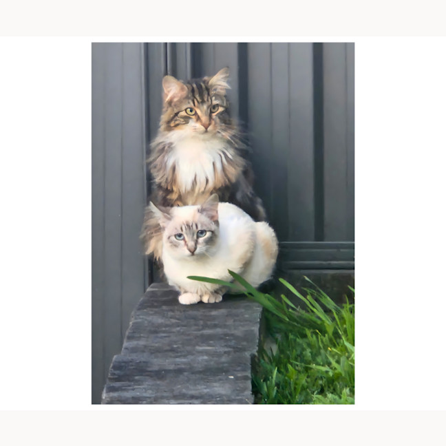 Photo of Coco