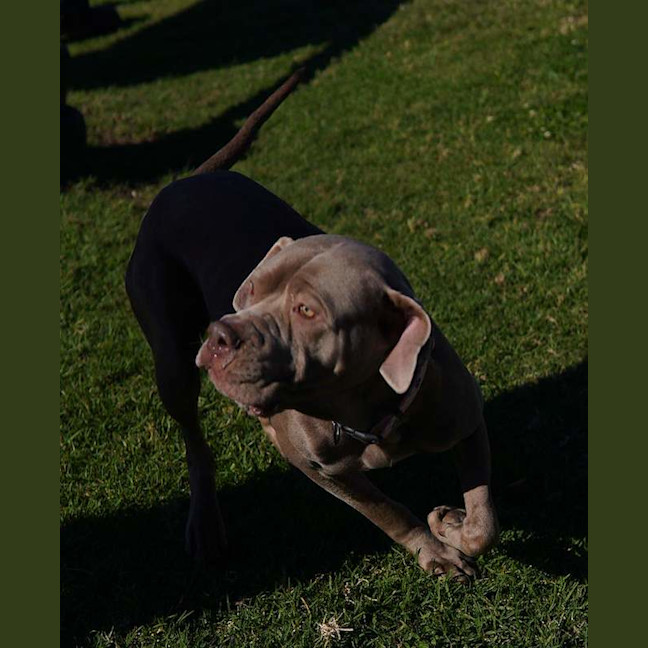Photo of Luna