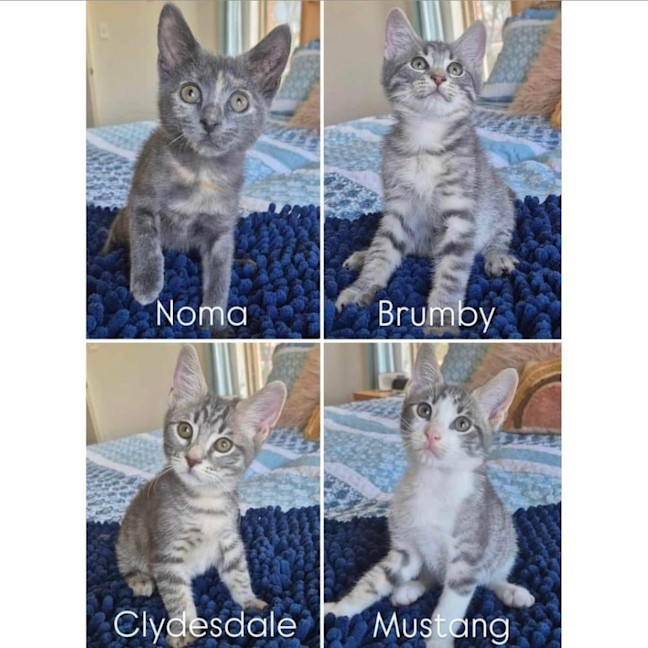 Photo of 11242/3/4/5   Clydesdale, Brumby, Mustang & Noma