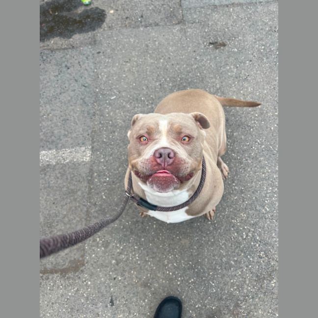 Photo of Luna