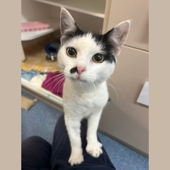 Photo of Sweet Pea