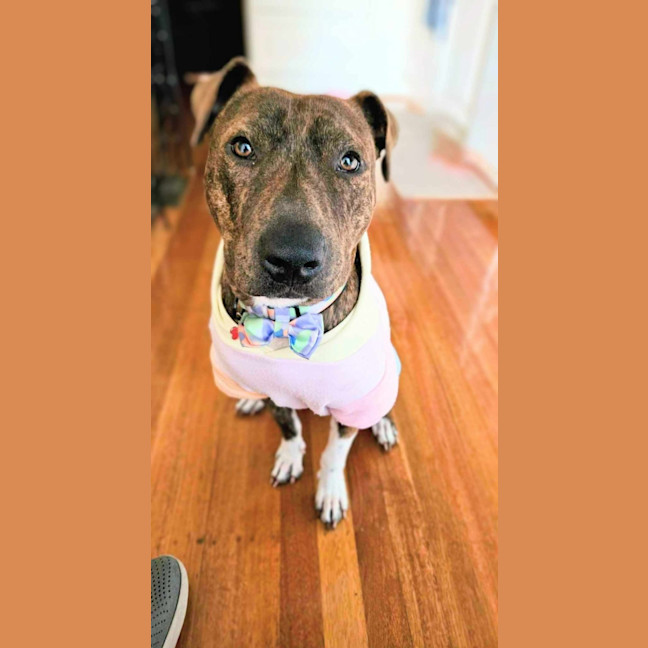 Photo of Duke 