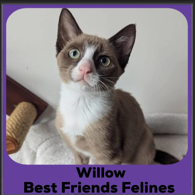 Photo of Willow 