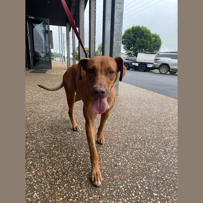 Photo of Cinnamon (Mama Gloves)