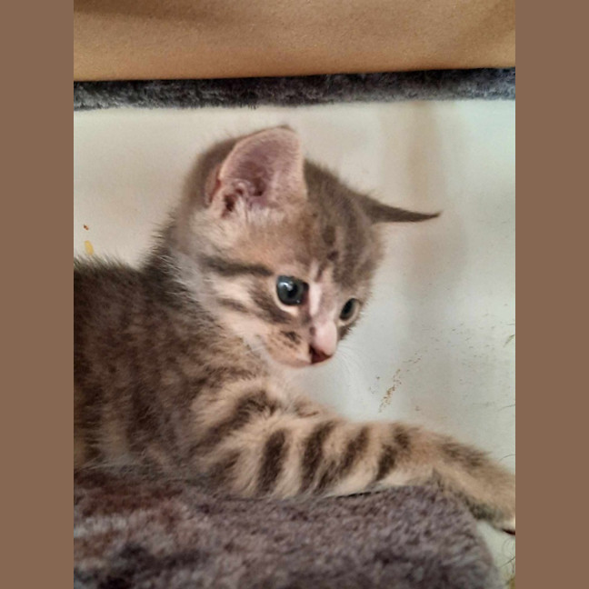 Photo of Rambo