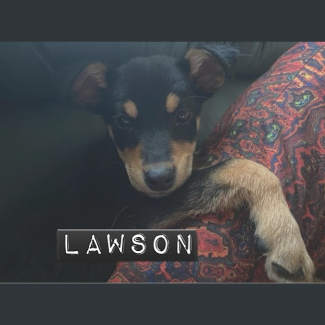 Photo of Lawson 😍 Kelpie X, 12 Week Old, Male Puppy