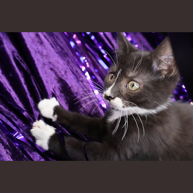 Photo of Rivet