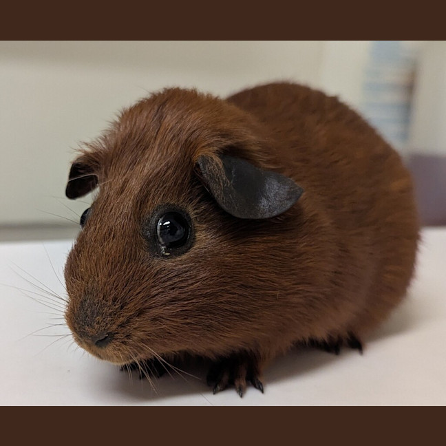 Photo of Caramel