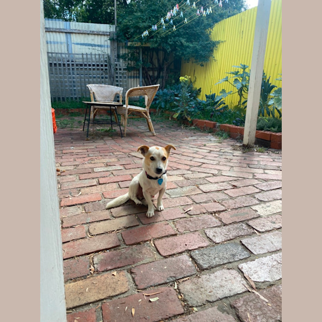 Photo of Panko