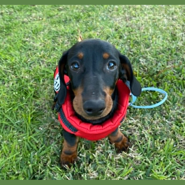 Photo of Slinky