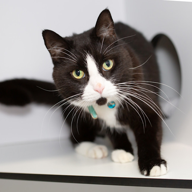 Photo of Pepper Jack