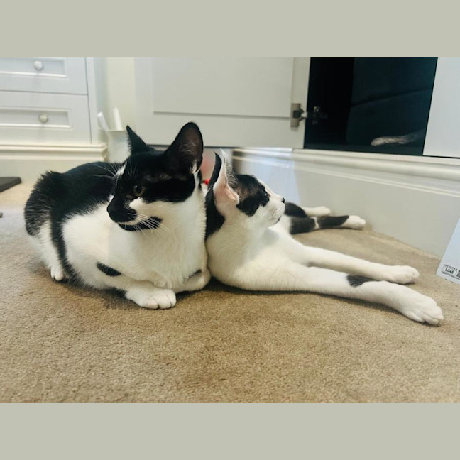 Photo of Bailey Junior