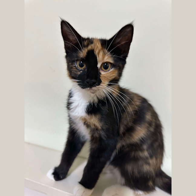 Photo of Smudge
