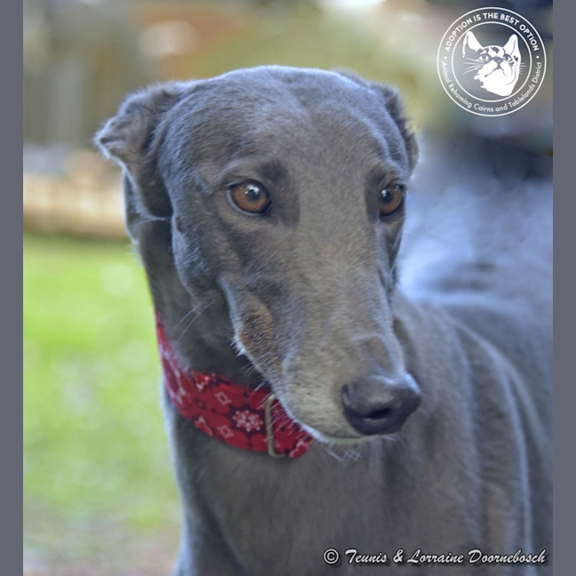 Photo of Sara (No Billy Tea)