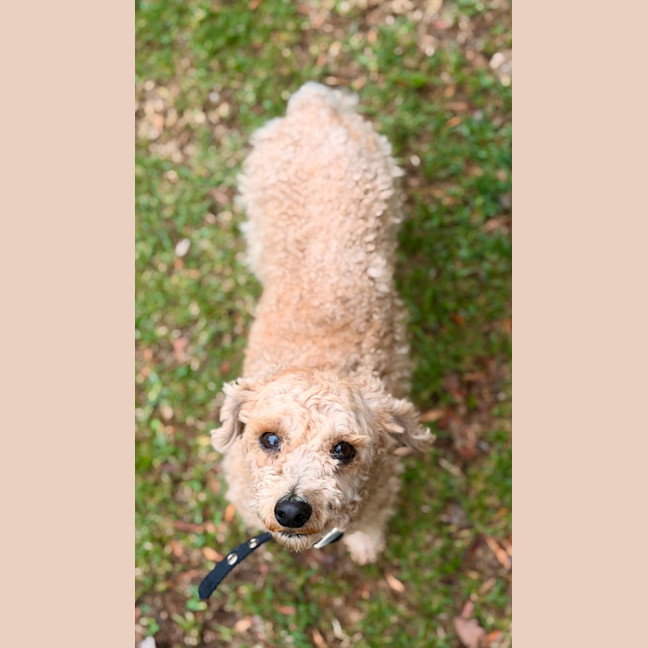 Photo of Little Ted